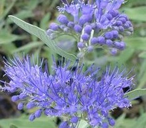 Caryopteris (Kékszakáll)